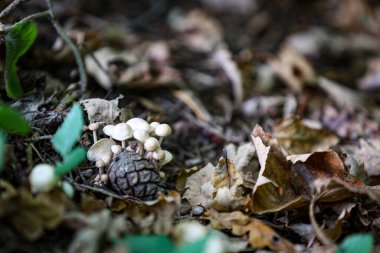 Yere düşen yaprakların arasında büyüyen mantarların yakın plan çekimi. Yüksek kalite fotoğraf