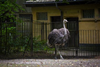 Rostock 'ta hayvanat bahçesinde yürüyen devekuşu. Yüksek kalite fotoğraf