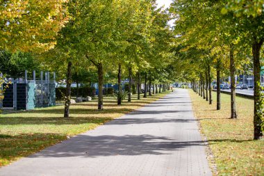 Sonbahar parkında, düşmüş sarı yapraklarla dolu uzun bir yaya geçidi. Sarı ve yeşil yapraklı uzun ağaçlar. Yüksek kalite fotoğraf