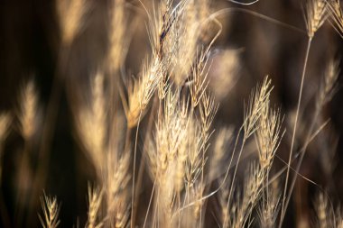 Parlak güneş ışığında doğal kuru çıkıntılar, kırsal kesimlerde yabani otların yakın çekimi. Yüksek kalite fotoğraf