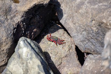 Taşın üstünde beyaz gözlü kırmızı yengeç. Yüksek kalite fotoğraf