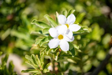 Güneşli bir günde Pandorea yaseminoidlerinin güzel çiçekleri. Yüksek kalite fotoğraf