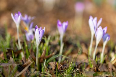 Mor ve eflatun ilkbahar timsahları, Crocus vernus tomurcuklanıyor parkta, baharın başında. Yüksek kalite fotoğraf