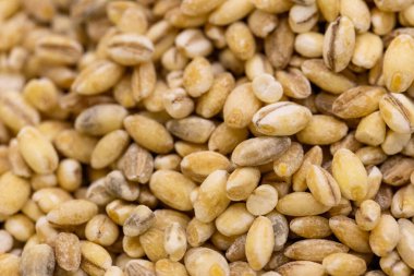 İnci arpa taneleri dokulu arka plan. Yakın plan. Makro. Çiğ mısır gevreği deseni, organik inci arpa duvar kağıdı. Yüksek kalite fotoğraf