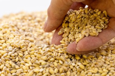 İnsanların elinde inci arpa taneleri. Yakın plan. Makro. Çiğ soyulmuş tahıl deseni. Yüksek kalite fotoğraf