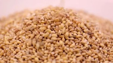 İnci arpa deseni. Makro. İnci arpa taneleri inci arpa yığınına dökülüyor, yakın çekim. Yüksek kalite 4k görüntü