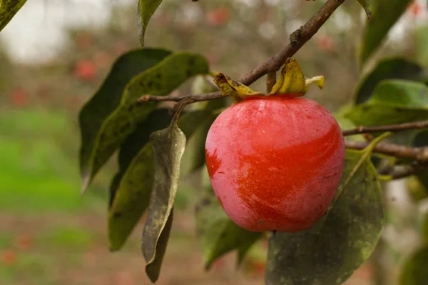 Dal üzerinde kırmızı olgun nar. kırmızı nar meyvesi