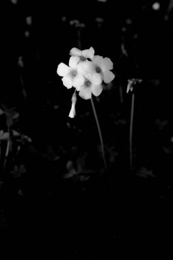 Bahçedeki güzel çiçekler