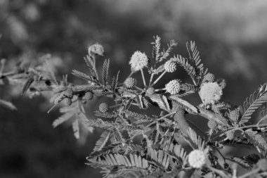 Çayırdaki siyah çiçekleri kapatın.