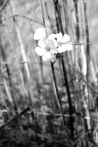 Bahçede beyaz çiçekler