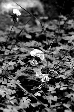 Ormanın güzel manzarası
