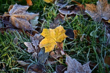 Donmuş akçaağaç yapraklarının yakın çekimi soğuk sabah çimlerinde yatar, sonbaharda mevsimsel geçiş ve doğal dokuyu gösterir..