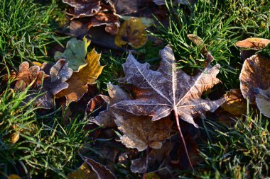 Donmuş akçaağaç yapraklarının yakın çekimi soğuk sabah çimlerinde yatar, sonbaharda mevsimsel geçiş ve doğal dokuyu gösterir..