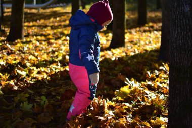 Pembe ve mavi kar kıyafetli küçük kız ormanda altın sonbahar yapraklarından bir halıda yürüyor, doğayı keşfediyor ve ağaçların arasından süzülen sıcak güneş ışığının tadını çıkarıyor..