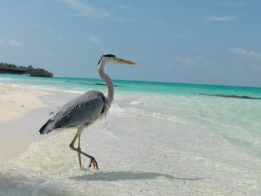 Maldivler. Sahilde tek ayak üzerinde bir kuş duran. Güneşli gün. 