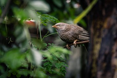 Doğal ortamında canlı yeşil yapraklarla çevrili, bir dala tünemiş, sıradan bir geveze kuşun detaylı bir yakın çekimi.