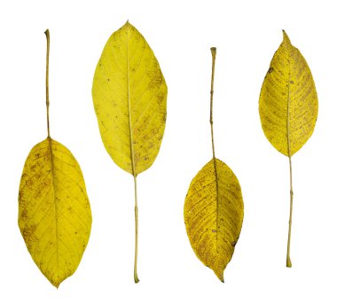 Sarı ceviz yaprakları beyaz zemin üzerinde izole sonbahar botanik bileşimi