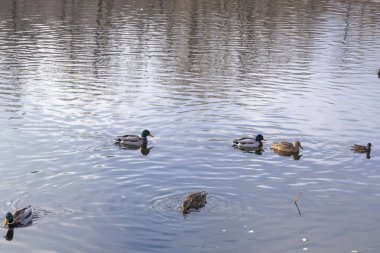Küçük bir Mallard Ördek sürüsü (Anas platyrhynchos) dalgalı, karanlık ve yansıtıcı su boyunca yüzer.