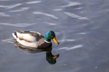 Yanardöner Yeşil Kafalı Erkek Mallard Duck Kara Dalgalı Su 'da Yüzüyor, Anas Platyrhynchos