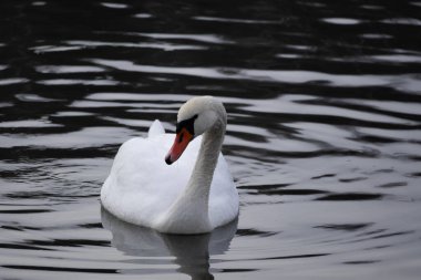 Güzel Beyaz Kuğu Sakince Yüzüyor, Yansıtıcı Göl Yüzeyi