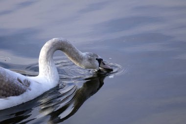 Sakin Yansıtıcı Göl 'de Genç Kuğu Yüzücüsü, Vahşi Yaşam Fotoğrafçısı, Genç Kuğu