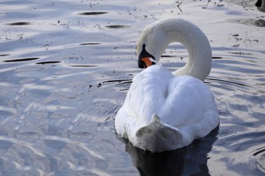 Güzel Beyaz Kuğu Sakince Yüzüyor, Yansıtıcı Göl Yüzeyi