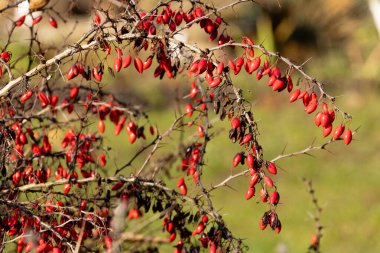 Böğürtlenli Barberry çalısı