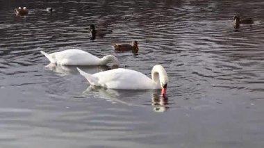 Kuğular ve ördekler gölette yüzüyor ve yemek yiyor..