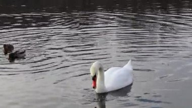 Kuğular ve ördekler gölette yüzüyor ve yemek yiyor..