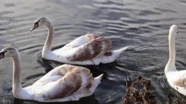 Gölette genç bir kuğu sürüsü.