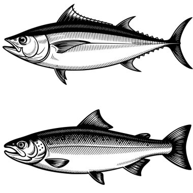 El Çekimi Deniz Balığı Etkinleştirme Ton Balığı ve Uskumru Vintage Vektörü.