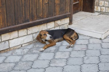 Arnavutluk 'u keşfederken rahatlatıcı bir köpek bulundu
