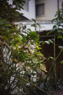 Sonbaharda ve kışın Japon kırsalında gezinirken görebileceğiniz birçok manzara vardır..