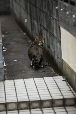 Japonya 'nın kırsalında yürürken, kaçınılmaz olarak sokak kedilerini göreceksiniz..