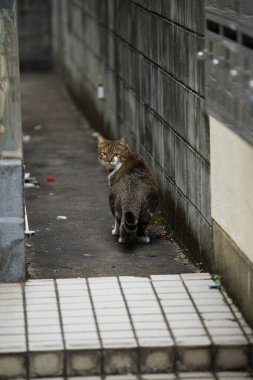 Japonya 'nın kırsalında yürürken, kaçınılmaz olarak sokak kedilerini göreceksiniz..