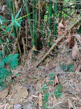Kuru yaprakları ve yere düşmüş dalları olan yoğun bir yeşil bambu sapı çalılığı.