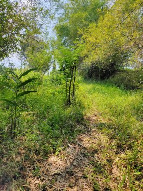 Parlak Güneş Işığı Altında Yeşillik ve Yeşillik Büyüyor