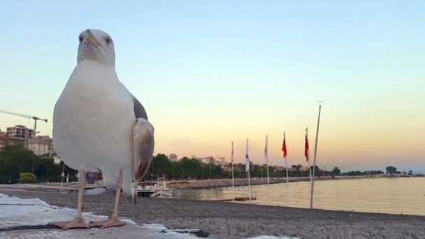 Seagull som sitter på taket nära havet — Stockvideo