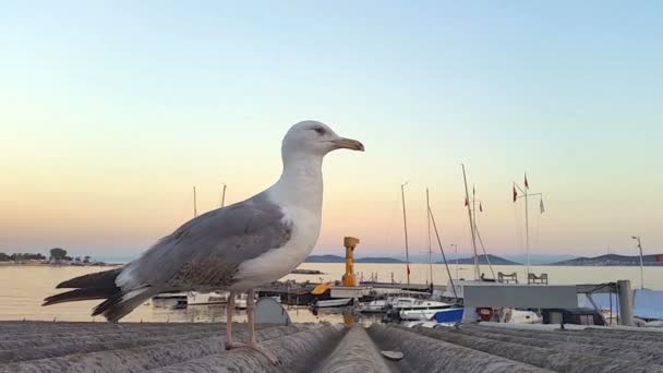 海の近くの屋根の上に座っているカモメ — ストック動画