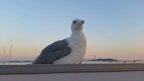 Gaviota sentada en el tejado cerca del mar — Vídeo de stock