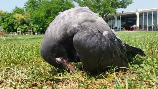 Молодой ворон спит на траве — стоковое видео