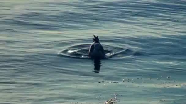 Seagull hunting in the calm sea — Stock Video