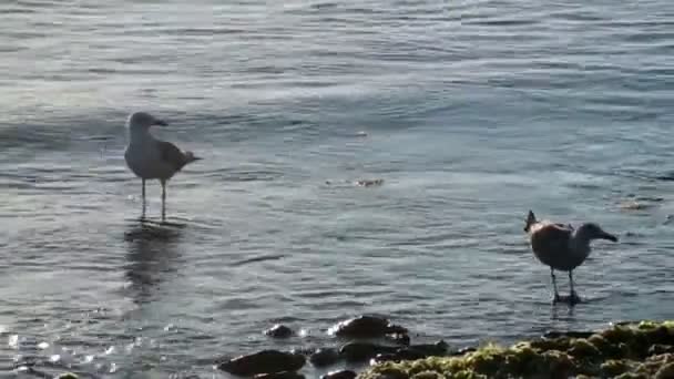 穏やかな海のカモメの狩猟 — ストック動画