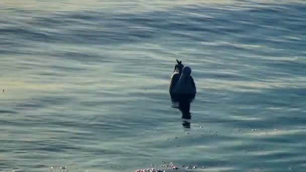 Чайка полювання в спокійне море — стокове відео