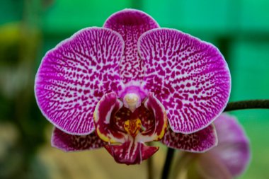 Bir ay orkidesi ya da güve orkidesi, yaygın olarak Phalaenopsis orkidesi olarak bilinir, çiçek açar. Çiçeğin mor ya da koyu pembe tonlarında iki belirgin taç yaprağı vardır.