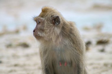 Vahşi maymun ya da uzun kuyruklu Macaque ya da Macaca fascicularis, Endonezya 'da tropikal ya da kıyı yaşam alanını gösteren bir Pangandaran plajında oturuyor.