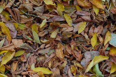 Sarı ve kahverengi tonlarda kuru yapraklar toprağı kaplar.