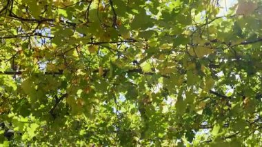 Güneş ışığı üzüm bağındaki üzüm yapraklarının arasından süzülüyor. Yüksek kalite 4k görüntü