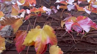 Sonbahar yaprakları bahçede canlı renklere dönüşüyor. Yüksek kalite 4k görüntü