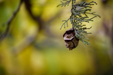 Çam kozalağı, sonbahar mevsiminde yeşil bir dalda dinlenir..